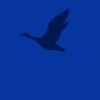 BLUE DUCK COMMAND logo