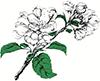 VEJENBRØD PLANTESKOLE A/S logo