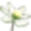 Anemone Økonomi ApS logo