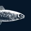 Skagen Aquaculture Komplementarselskab ApS logo