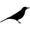 Oxpecker Solutions IVS logo